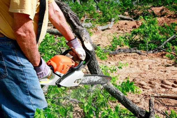 Trusted Ogdensburg, NJ Tree Services Experts